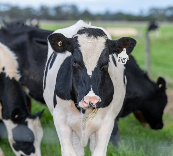 Black and white cows